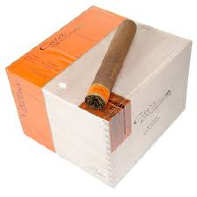 CAIB DAYTONA 6X60 24 CT BOX